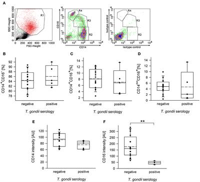 Long-Term Impact of Toxoplasma gondii Infection on Human Monocytes